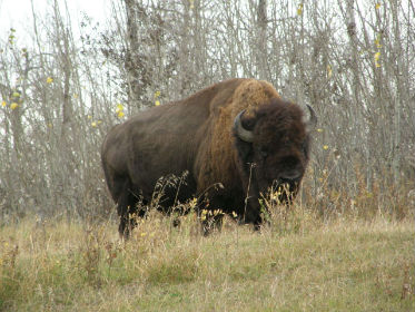 buffalo3.jpg